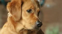 U zlatého retrívra se narodilo jedinečné štěně se zelenou srstí (foto)