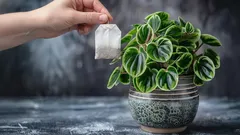 Může čajový sáček zlepšit půdu? Pro které rostliny tato metoda opravdu funguje