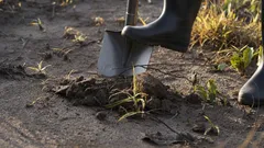 Je třeba na podzim překopat zahradu? Odborní agronomové dávají definitivní odpověď
