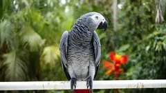 Obrovský papoušek žako doma: papoušek, který si myslí, že je člověk