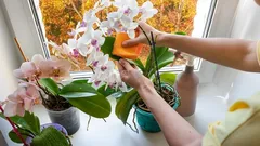 Jak pečovat o orchideje na podzim, aby zůstaly zdravé a krásně kvetly