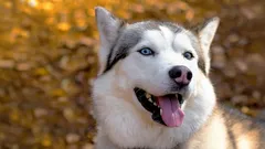 Jsou některá plemena psů opravdu nedrezírovatelná? Pravda a mýty o výcviku