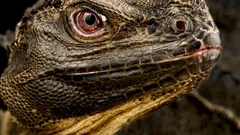 Víte, že na Zemi stále žije „dinosaurus“ a brzy může navždy zmizet?