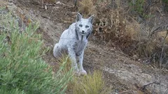 Poprvé v historii byla na kameru zachycena bílá iberská rysice — a tady je, co to znamená