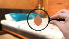 Jak bezpečně vyhubit štěnice domácí bez chemie: přírodní rady pro váš klidný spánek