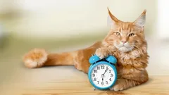 Jak odnaučit kočku budit vás brzy ráno: vyzkoušejte tento ověřený postup