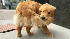 Proč se pes honí za vlastním ocasem?