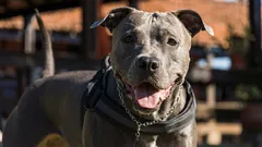 Jak správně přepočítat věk psa na „lidský“ a proč je to důležité