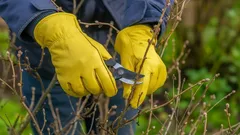 4 rostliny, které na podzim rozhodně nestříhejte, chcete-li jarní záplavu květů
