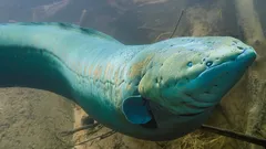 Elektrické ryby: co stojí za jejich neuvěřitelnou silou a evolučním úspěchem