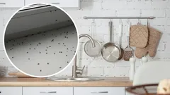 Jak se zbavit octomilek v kuchyni rychle a bez chemie