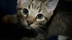 Víte, co všechno vaše kočka dělá, aby vás a váš domov chránila?