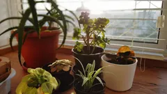 Jak snížit vlhkost v bytě: Čtyři rostliny, které vám pomohou v boji s plísní a kondenzací