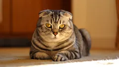 Která plemena koček vyžadují doma nejnáročnější péči?