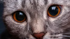 Jak kočky skutečně vidí člověka: překvapivé rozdíly vnímání mezi námi a kočkami