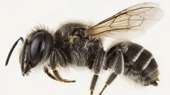 „Lucifer“: Vědci objevili nový druh včely s malými „démonickými rohy“