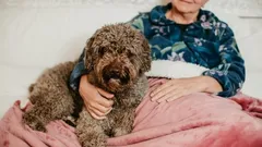 Které plemeno psa je nejvhodnější pro starší lidi hledající psa-společníka?