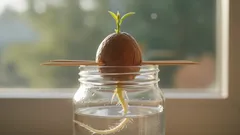 Jak doma naklíčit pecku avokáda pomocí tohoto zajímavého triku
