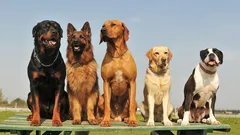 Žebříček hlídacích psů: Jak vybrat ideální plemeno pro ochranu domu a bytu