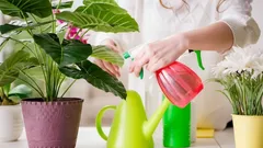 Jak se vyhnout přemokření rostlin a zachránit pokojové rostliny doma